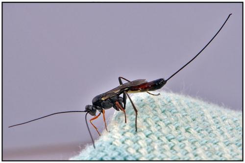 Réf. 89 622 : Lissonota sp.