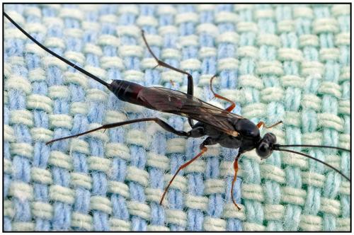 Réf. 89 623 : Lissonota sp.