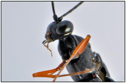 Réf. 89 624 : Lissonota sp.