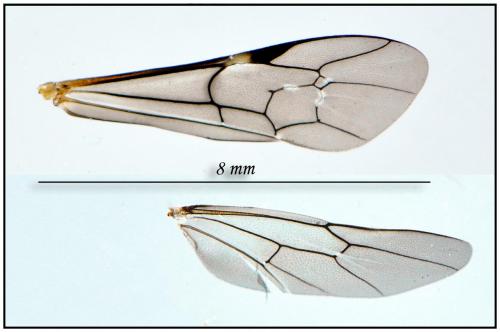 Réf. 89 625 : Lissonota sp.