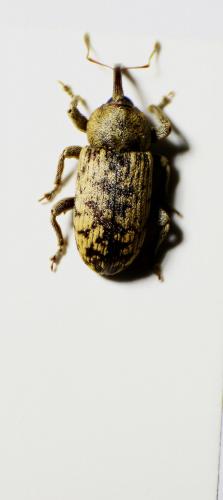 Réf. 89 381 : Pachytychius sp.