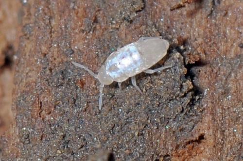 Réf. 89 743 : Cyphoderus albinus