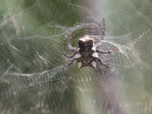 Réf. 89 445 : Cyrtophora citricola