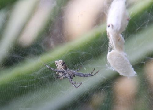Cyrtophora citricola