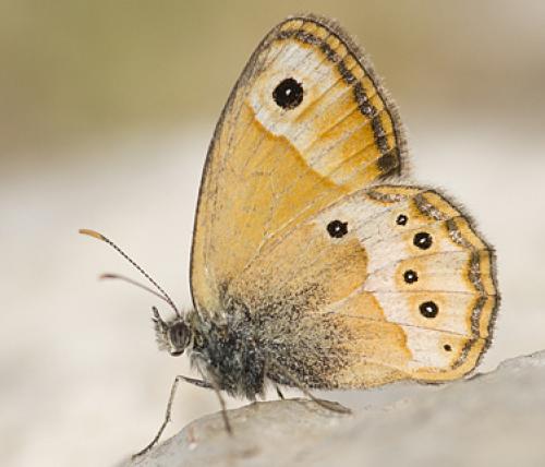 Coenonympha dorus