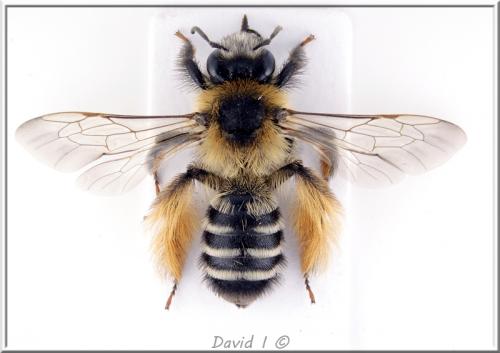 Dasypoda hirtipes