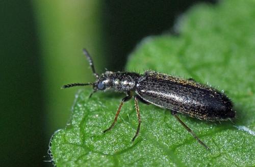 Dasytes virens