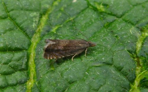 Réf. 89 499 : Dichrorampha sp.