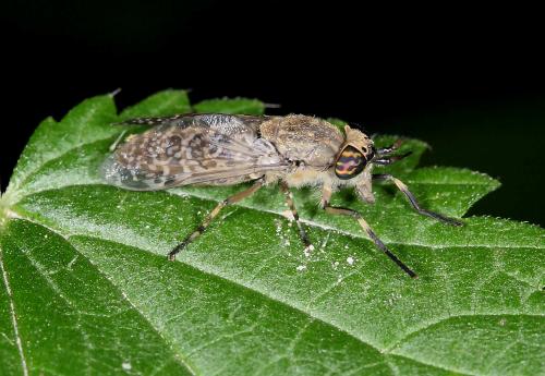 Haematopota sp.