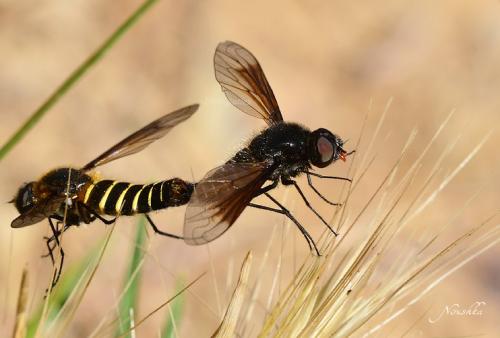 Lomatia sp.