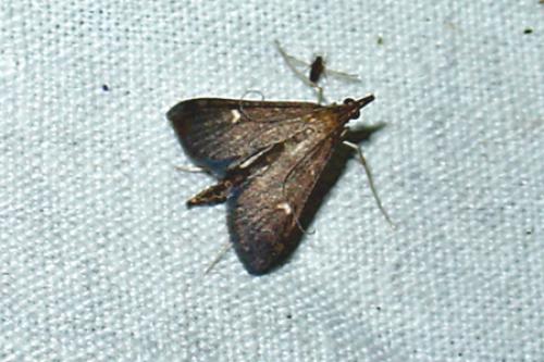 Réf. 89 937 : Dolicharthria punctalis