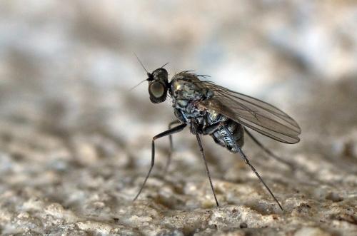 Medetera sp.