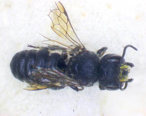 Heriades rubicola