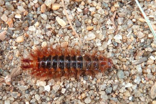 Drilus flavescens