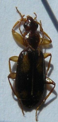 Réf. 89 781 : Dromius agilis