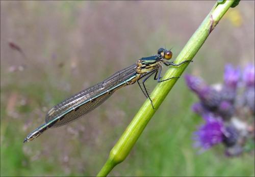 Réf. 89 572 : Lestes dryas