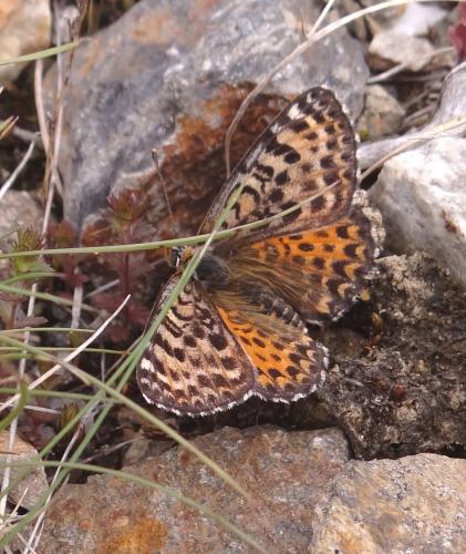 Melitaea didyma