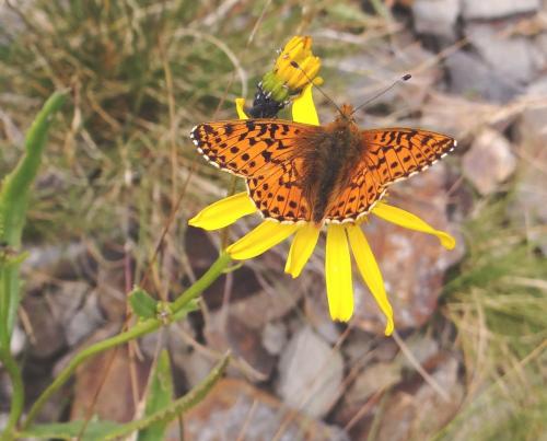 Réf. 89 579 : Boloria pales