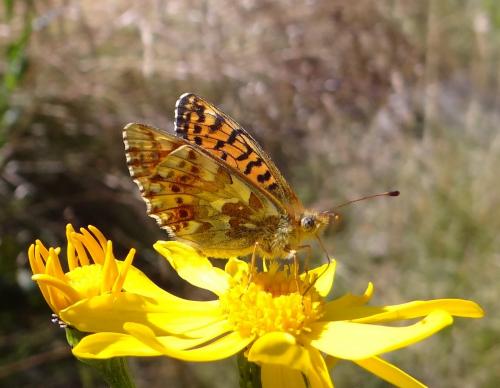 Réf. 89 837 : Boloria pales