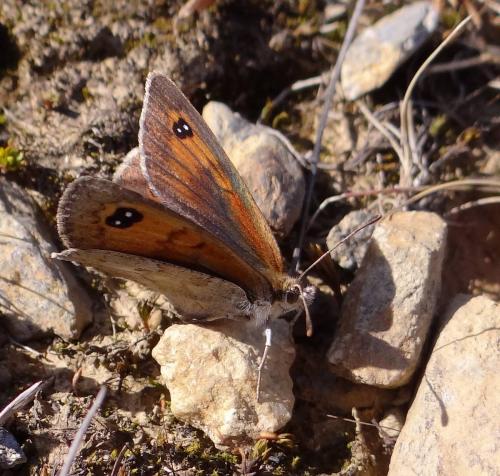 Réf. 89 908 : Erebia cassioides