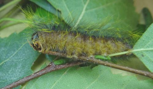 Réf. 89 833 : Acronicta leporina