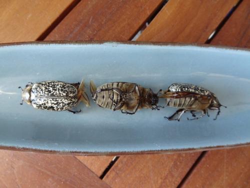 Polyphylla fullo