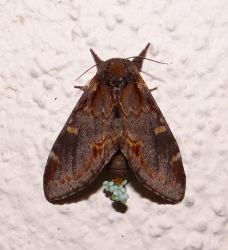 Réf. 89 916 : Notodonta dromedarius