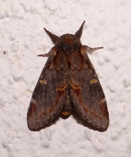 Réf. 89 917 : Notodonta dromedarius