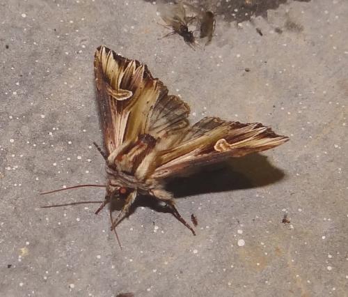 Actinotia polyodon