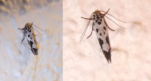 Ethmia quadrillella