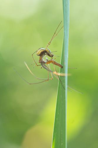 Tetragnatha sp.