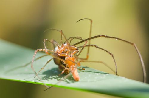 Tetragnatha sp.