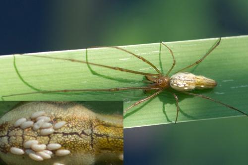 Tetragnatha sp.