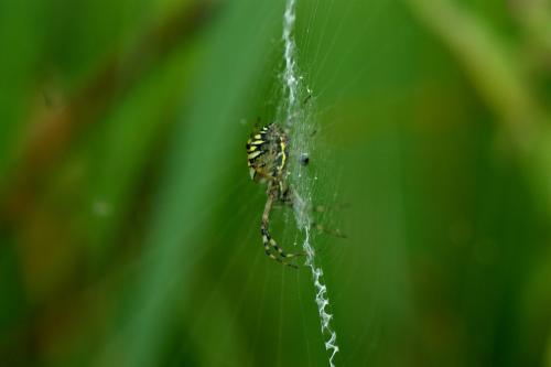 Argiope bruennichi