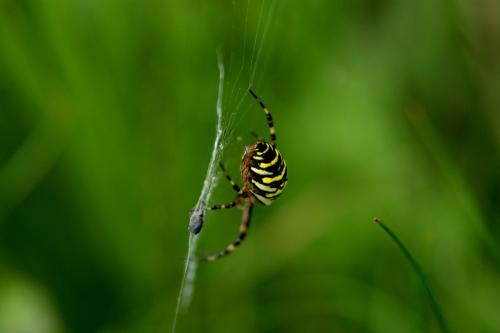 Argiope bruennichi