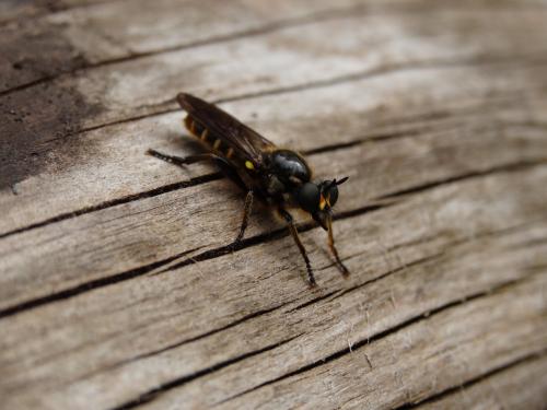 Choerades fimbriata