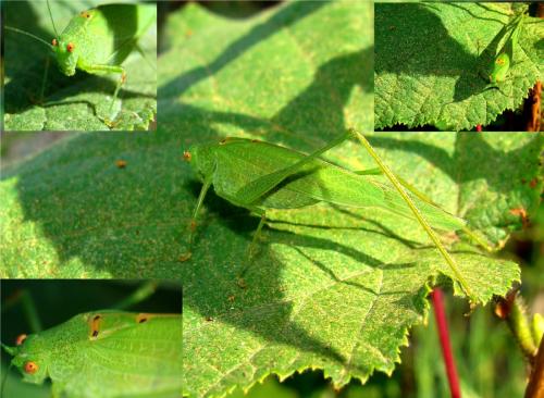 Phaneroptera nana