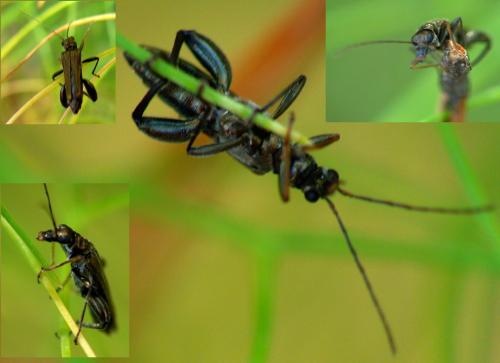 Oedemera flavipes