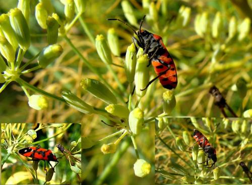 Lygaeus sp.