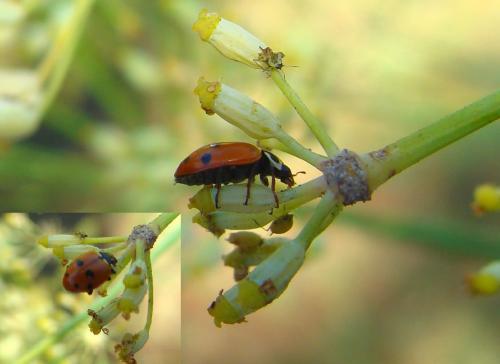 Hippodamia variegata