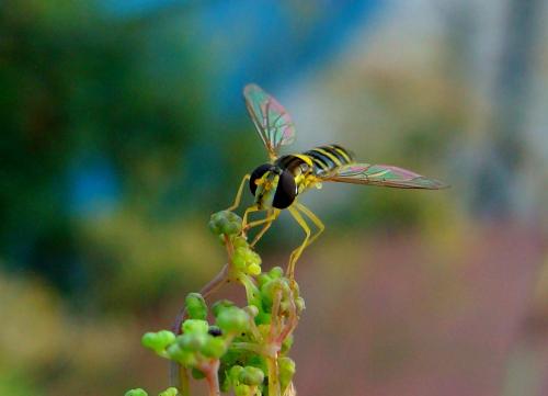 Sphaerophoria sp.
