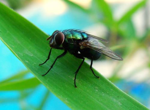 Lucilia sp.