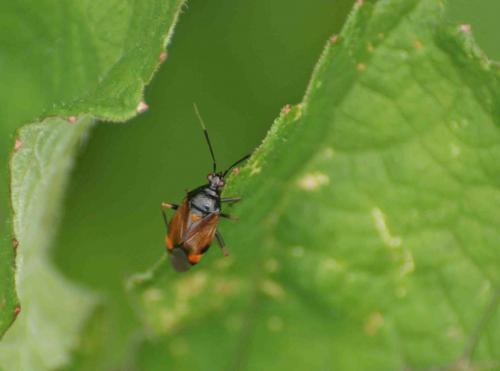 Deraeocoris ruber