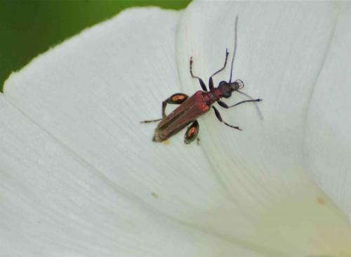 Oedemera nobilis