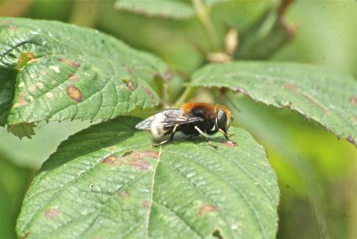 Réf. 89 978 : Eristalis intricaria
