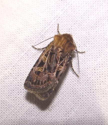 Chersotis oreina