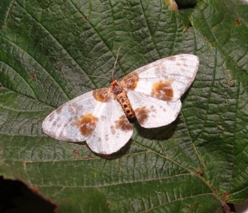 Réf. 89 065 : Abraxas sylvata