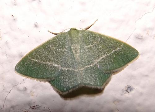 Réf. 89 500 : Chlorissa viridata