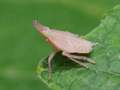 Dictyophara sp.