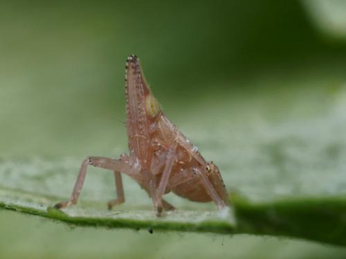 Dictyophara sp.